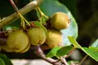 One, Two or Three Self-Fertile Kiwi Jenny Plants - Image 2