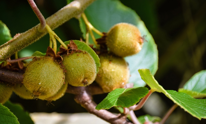 Image 2: One, Two or Three Self-Fertile Kiwi Jenny Plants