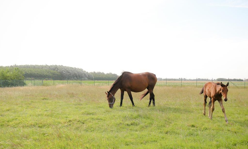 Image 11: Blankenberge: tweepersoonskamer of familiekamer