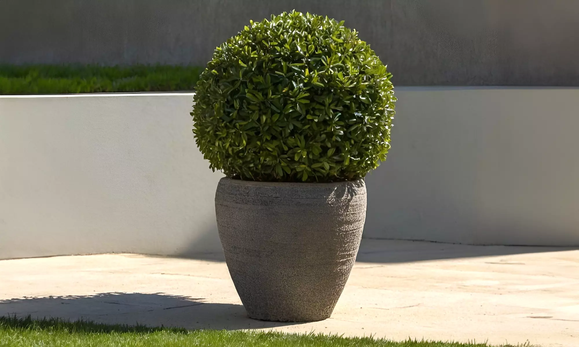 1x oder 2x Japanische Stechpalme "Ilex Crenata Jenny" - Primary Image