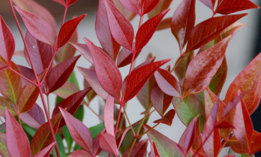 Image 3: One, Two or Three Nandina Domestica Obsessed Plants