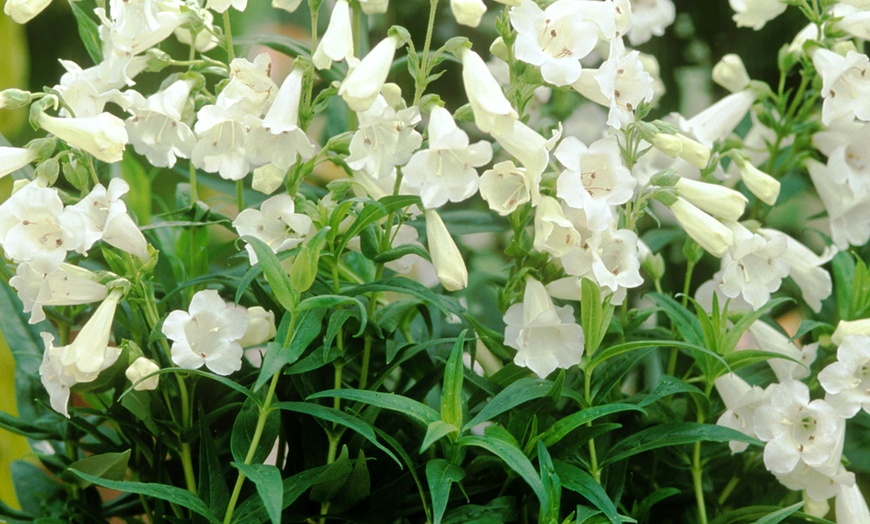 Image 3: Penstemon Plants