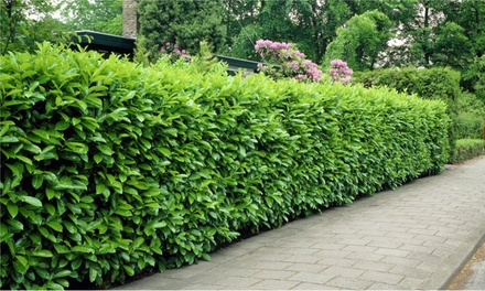 Evergreen Laurel Hedge Plants | Groupon Goods