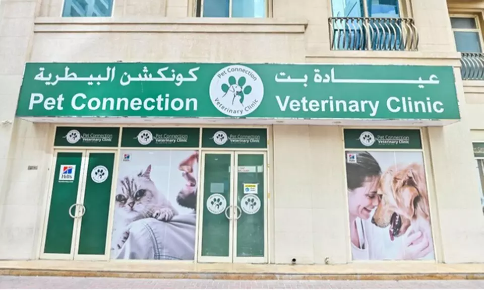 Veterinary Examination at Pet Connection Veterinary Clinic