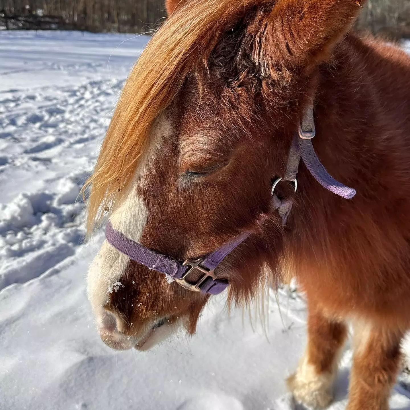 Snowy Horseback Trail Ride Through Hudson Valley (45 Minutes)