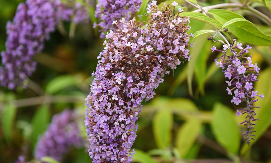 Image 5: Buddleja Davidii Wisteria Lane in 3L Pot