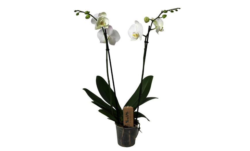 Image 9: Phalaenopsis plant (vlinderorchidee)