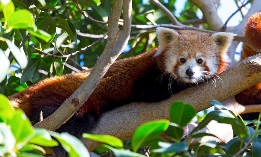 Image 9: ¡Descubre la aventura salvaje en Loro Parque!