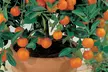 Four or Eight Mediterranean Fruit Plants - Lemon, Calamondin, Lime and Fig with Optional Pots - Second Medium
