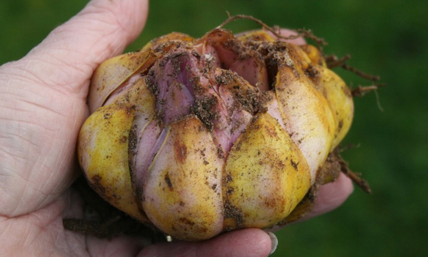 Image 7: 9, 18 or 27 Giant Tree Lily Bulbs - 3 Varieties