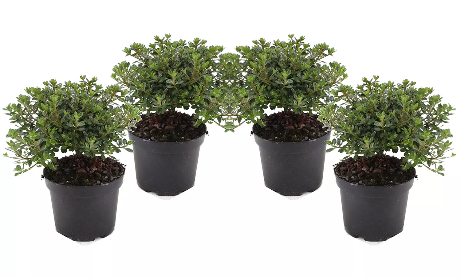 2x oder 4x japanische Azalee Anouk in Rosa/Rot, inkl. Versand - Second Medium