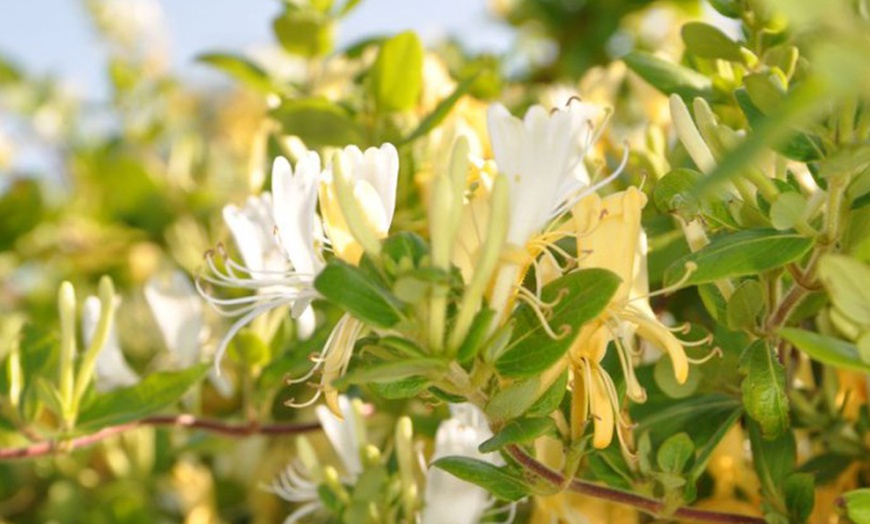 Image 5: Honeysuckle 'Halliana' Lonicera japonica Climber Plant