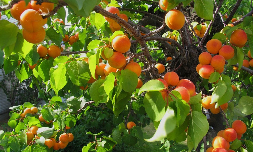 Image 6: Arbres fruitiers comestibles