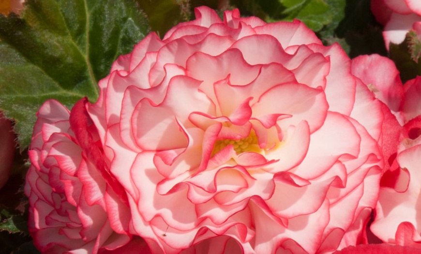 Image 2: 12 or 24 Plants of Begonia Non-Stop Rose Petticoat