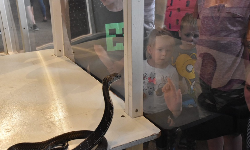 Image 4: Explore a Guided One Hour Venomous Snake Tour