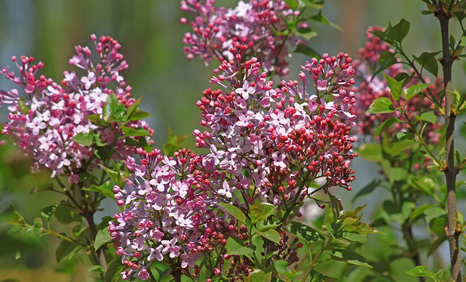 Lilac Bare Root Plants - Second Medium
