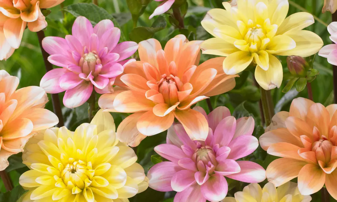 Conjunto de 6 Dalias - Primary Image