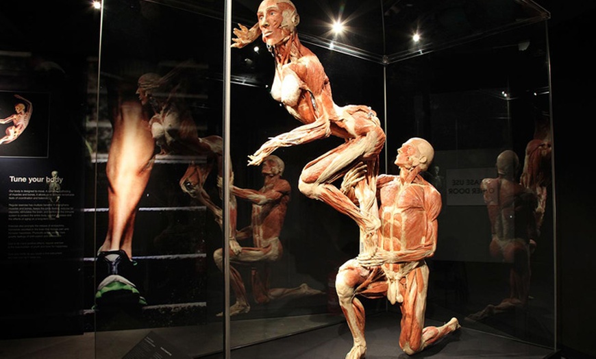 Image 7: Tickets BODY WORLDS Amsterdam