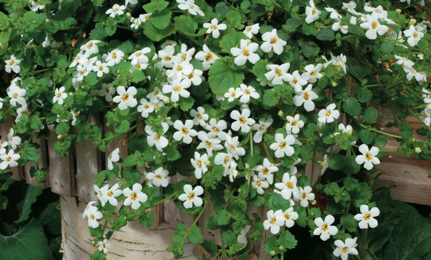 Image 3: Bacopa White Trailing – 24 plants