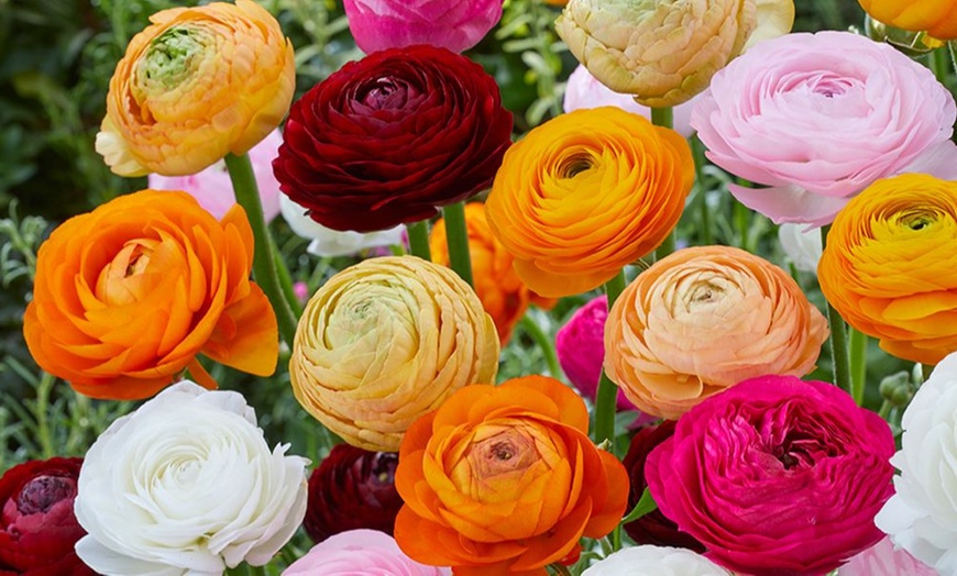 Image 1: Ranunculus Colour Mix - 50 Bulbs