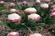 Double Scoop Ice Cream Tulip Flowers (3, 6, & 12 Bulbs With Planting Tool) - Second Medium