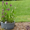 Image 5: Fragrant Patio Pond Plant Kit with Various Pot Options