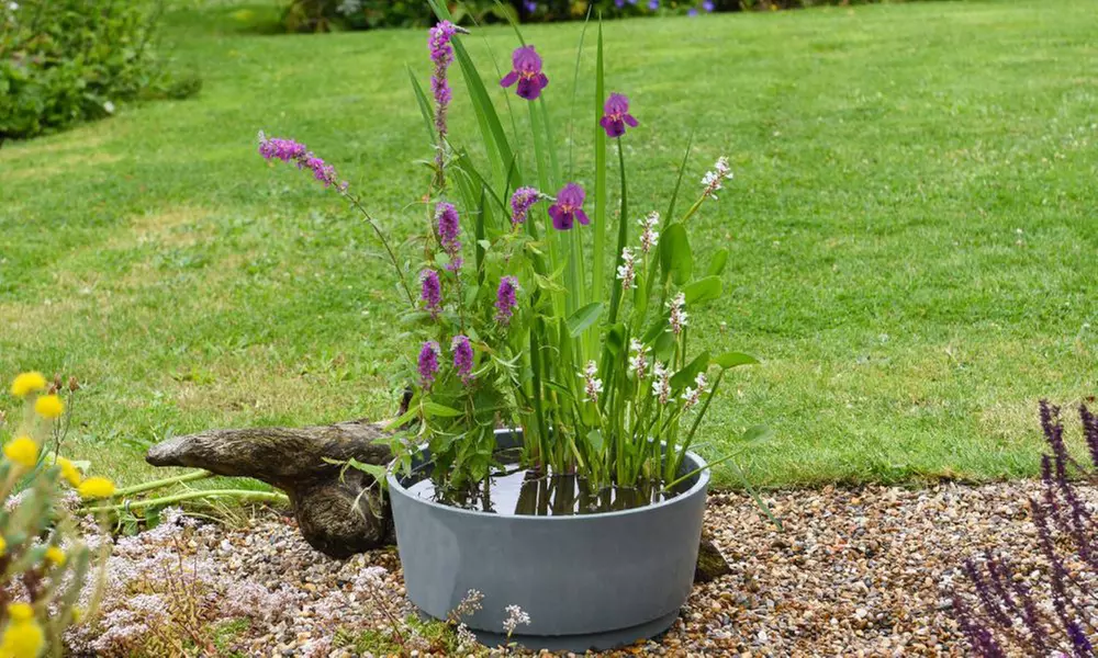 Fragrant Patio Pond Plant Kit with Various Pot Options - Image 5