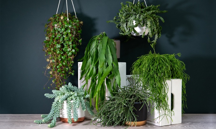 Lucky Dip Hanging Plant Colle... | Groupon