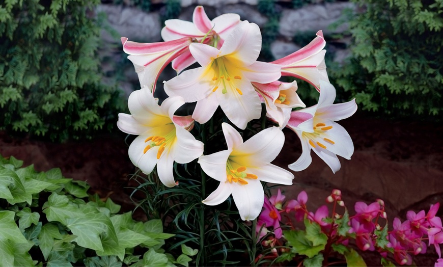 Image 2: Lilium Regale Bulbs