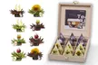 Creano's Tealini Teeblüten Geschenkset ​(bis zu 2,00€/Stk.) - Second Medium