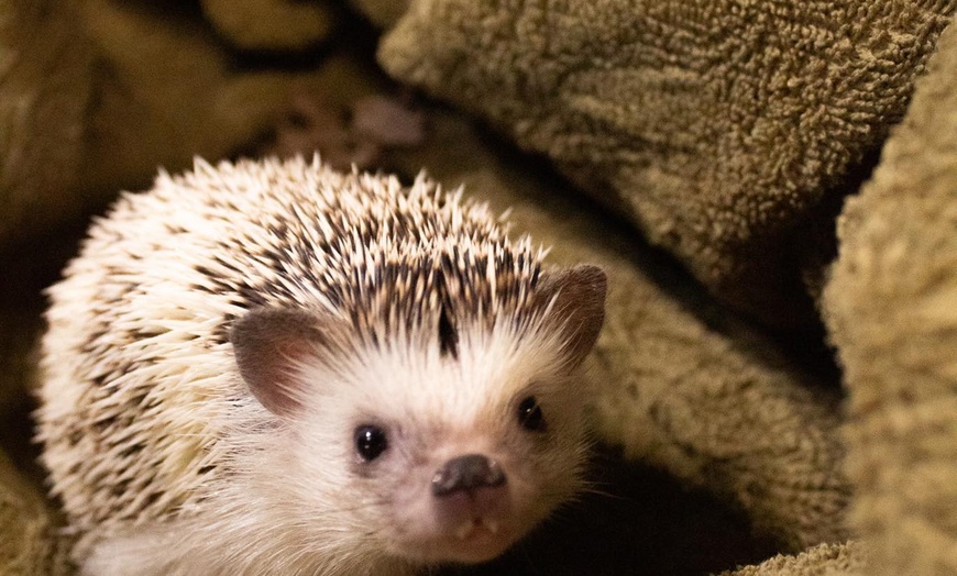 Image 6: Passes to One World Interactive Aquarium in Las Vegas, NV