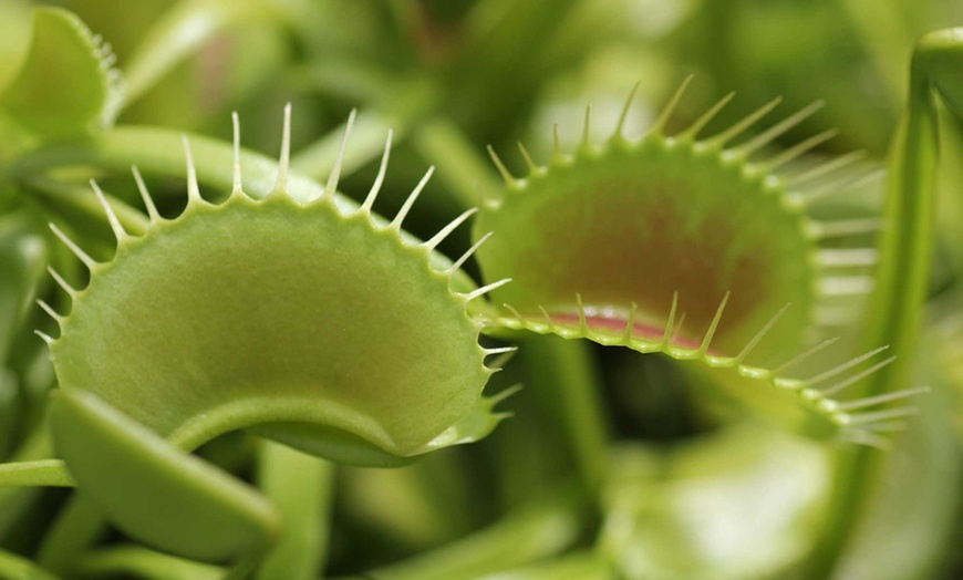 Image 3: 1 ou 2 pièges à mouche de droséra Sundew et Venus Flytrap