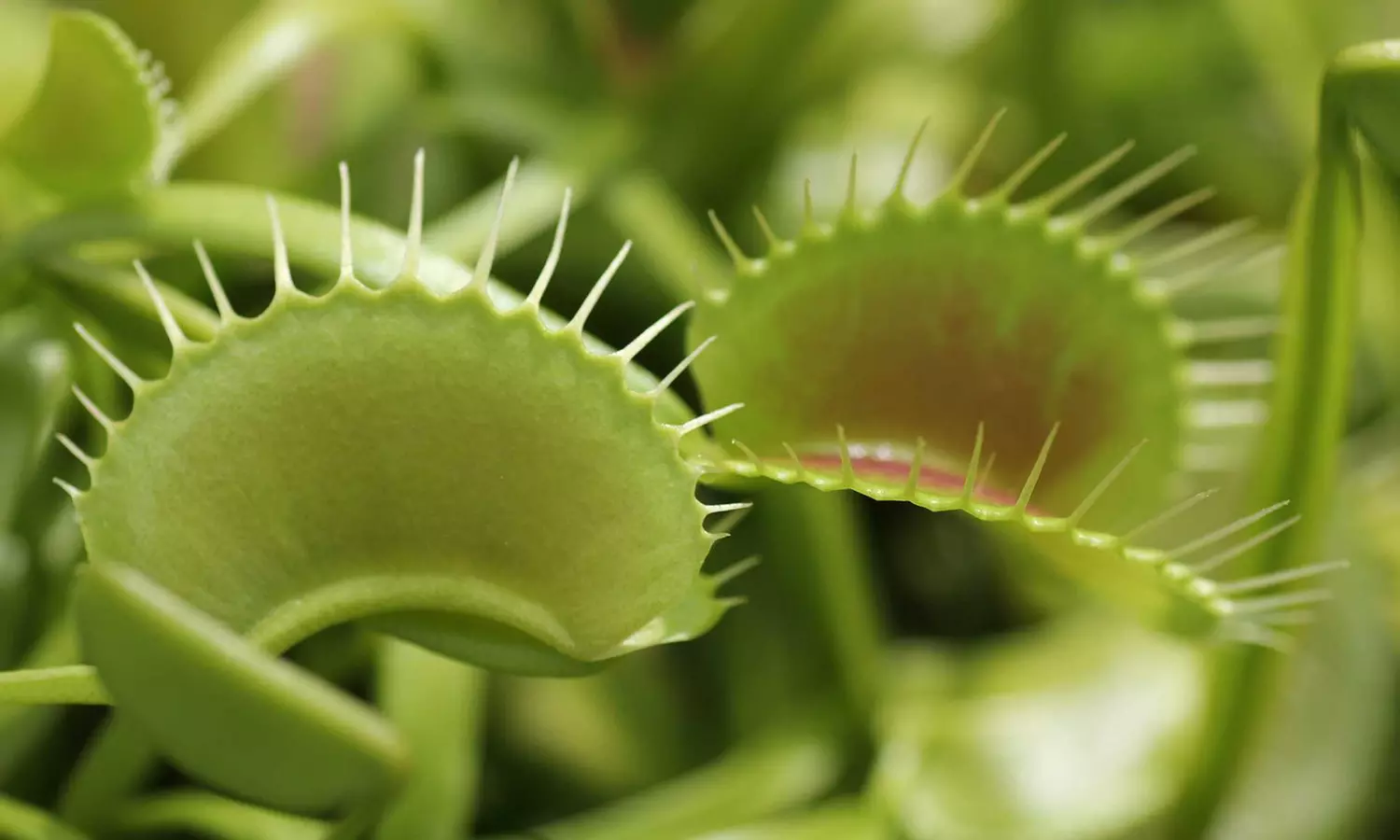 1 ou 2 pièges à mouche de droséra Sundew et Venus Flytrap - Image 3