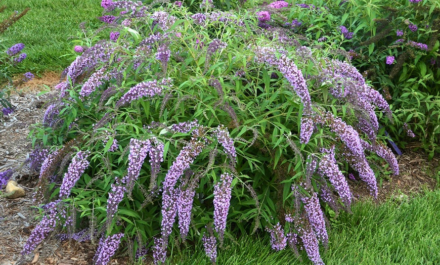 Image 4: Lot de Buddleia Wisteria Lane