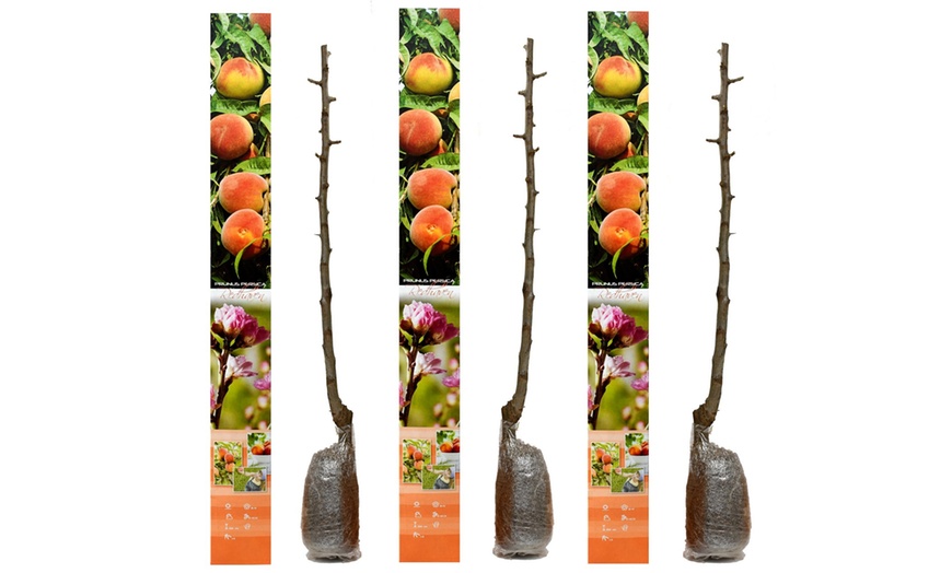 Image 3: Ensemble de 3 arbres fruitiers