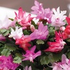 Image 4: Christmas Cactus Tricolor