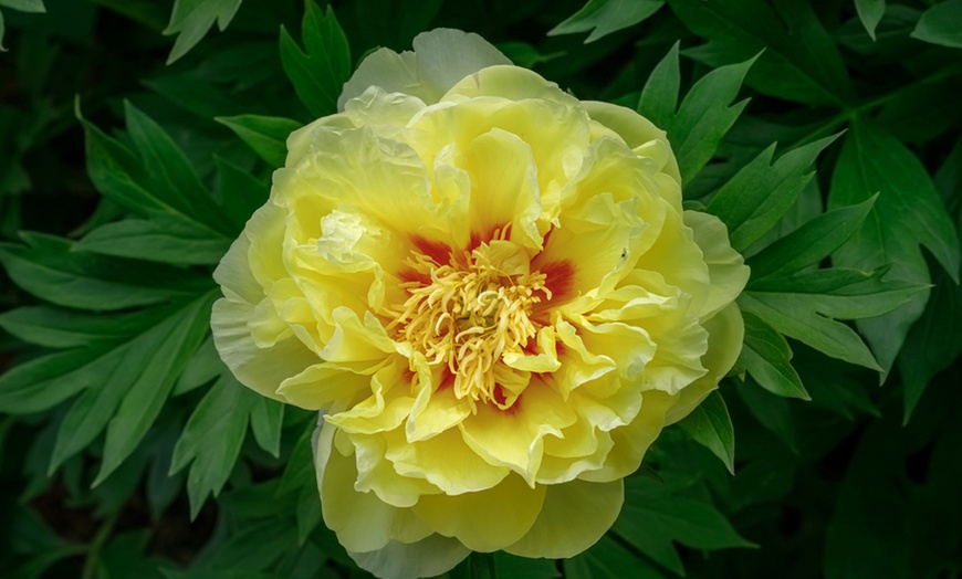 Image 2: Peony Itoh ‘Bartzella’ or ‘Hilary’ - Potted Plants in 2 Litre Pots