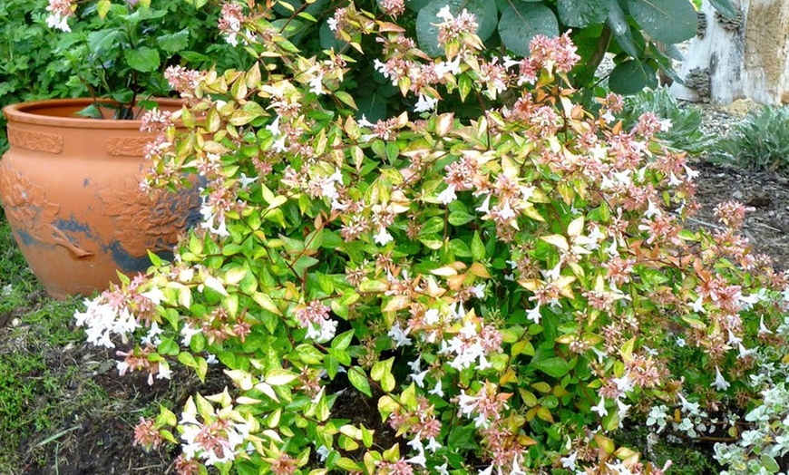 Image 1: Siepe di Abelia o Olivagno