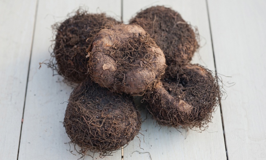 Image 7: Up to 40 Mixed Begonia Tubers
