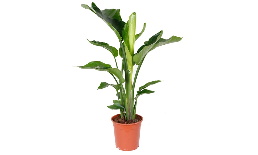 Image 2: Plant XL de Strelitzia "Nicolai" oiseau de paradis 80-90 cm