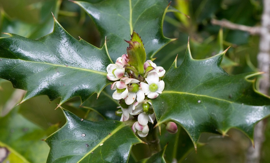 Image 2: Two Holly Plants