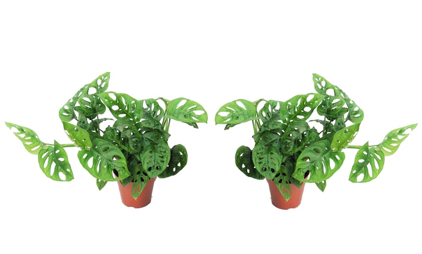 Image 4: Monkey Mask Plants