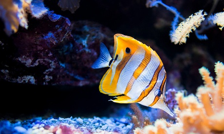 1 entrée à partir de 6 ans pour l'Aquarium Muséum de Liège à 4,99 € pour l’Aquarium Museum de Liège