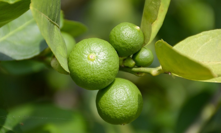 Citrus Collection - Lemon, Lime And Orange Plants Potted Plants 