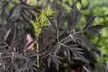 Lot de 2 arbustes de Sureau noir Sambucus nigra, livrés avec pot - Second Medium