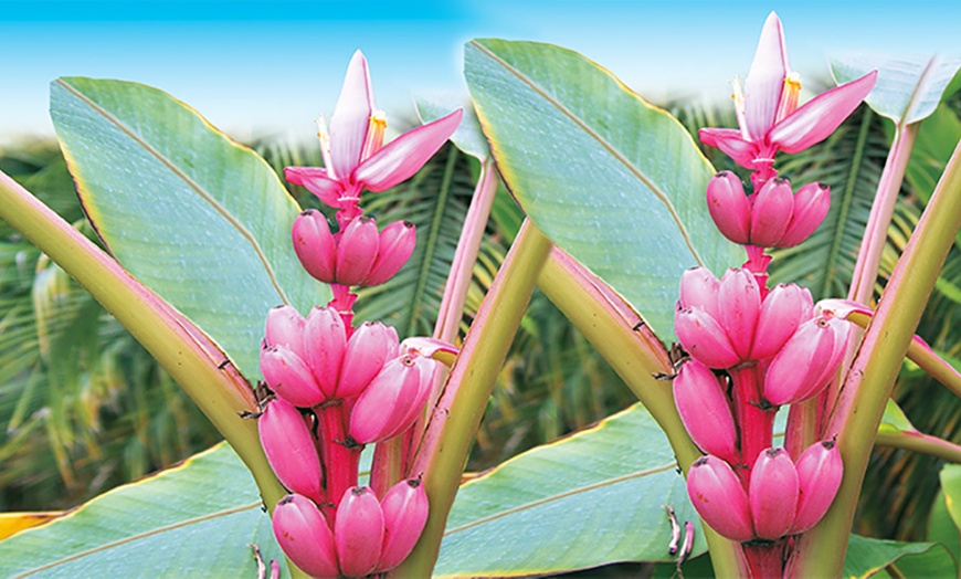 Image 1: Two Pink Dwarf Banana Plants