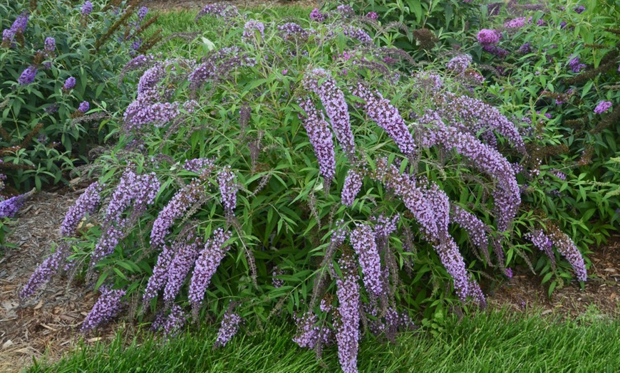 Image 1: Buddleja Davidii Wisteria Lane in 3L Pot