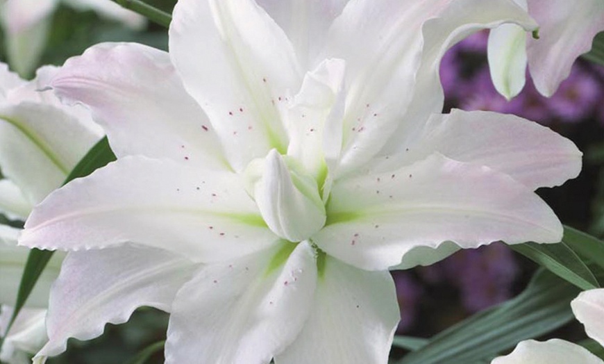 Image 7: Giant Tree Lily Bulbs