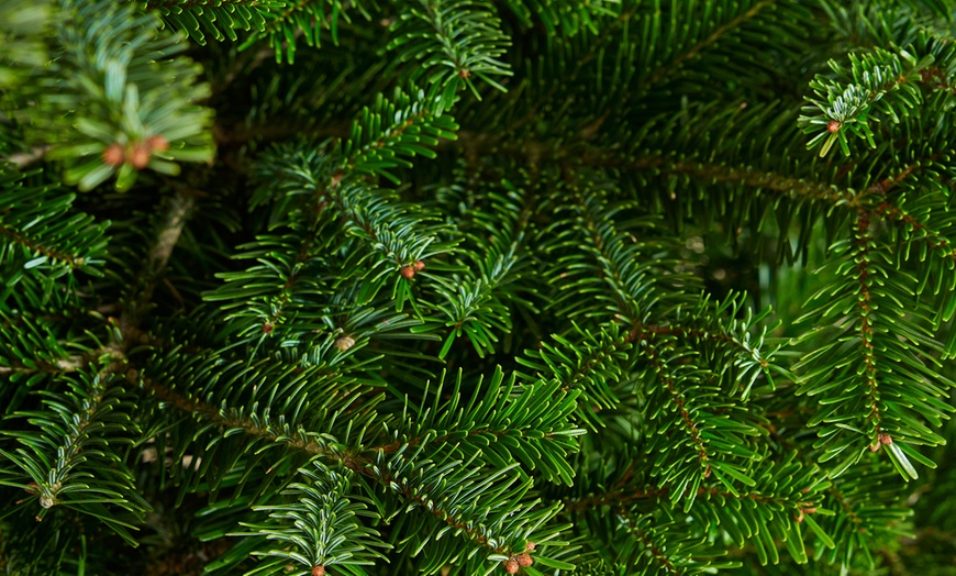 Image 6: Arbre de Noël naturel Nordmann