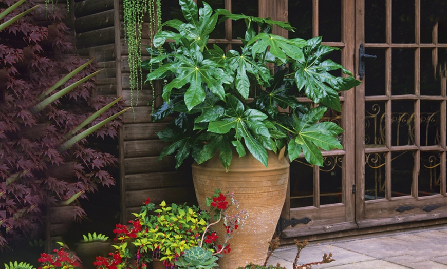 Image 1: Fatsia Japonica 3.5L Pot